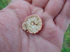 Russula lepida
