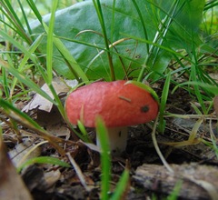 Russula lepida
