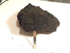 Phellinus everhartii