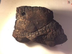 Phellinus everhartii