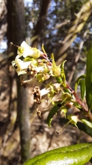 Escallonia illinita