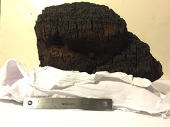 Phellinus everhartii