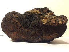 Phellinus everhartii