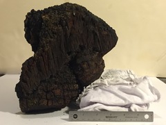 Phellinus everhartii