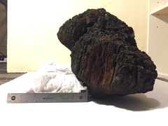 Phellinus everhartii