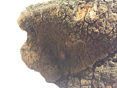 Phellinus everhartii