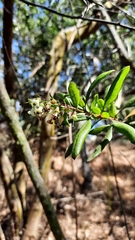 Escallonia illinita