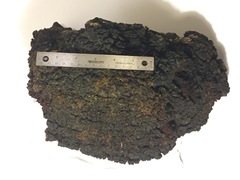 Phellinus everhartii