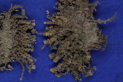 Scapania undulata