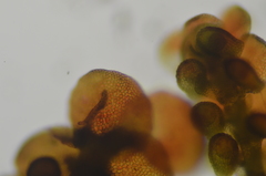 Frullania californica