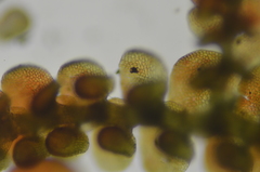 Frullania californica