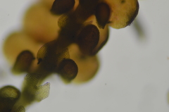 Frullania californica