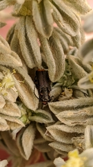 Clanoptilus abdominalis