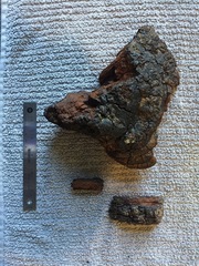 Phellinus everhartii