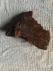 Phellinus everhartii