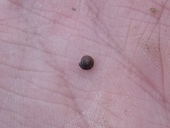 Euconulus