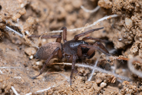 Representative image of Haplodrassus rufipes