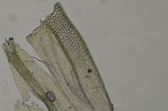 Homalothecium aeneum