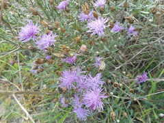 Centaurea tommasinii