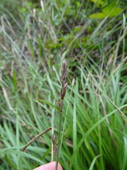 Carex