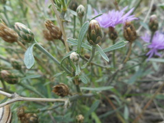 Centaurea tommasinii