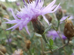 Centaurea tommasinii