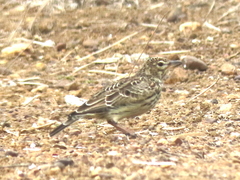 Galerida magnirostris magnirostris