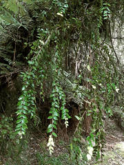 Metrosideros colensoi