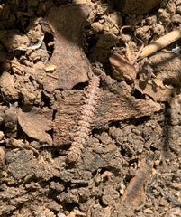 Macrosternodesmidae