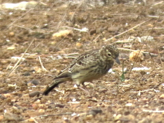 Galerida magnirostris magnirostris