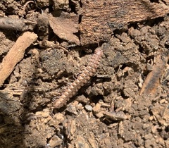 Macrosternodesmidae