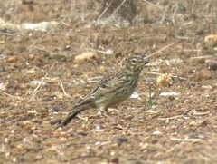 Galerida magnirostris magnirostris