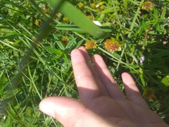 Waltheria operculata