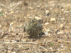 Galerida magnirostris magnirostris