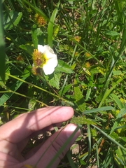 Waltheria operculata