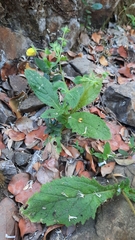 Calceolaria petioalaris