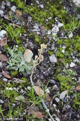 Omalotheca sylvatica