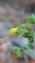Calceolaria petioalaris