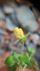 Calceolaria petioalaris