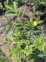 Grewia rogersii
