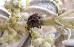 Peritelini