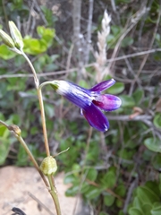 Conanthera campanulata
