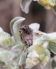Peritelini