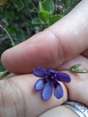 Conanthera campanulata