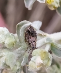 Peritelini
