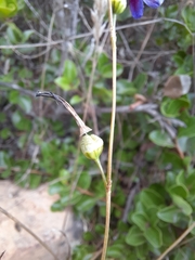 Conanthera campanulata