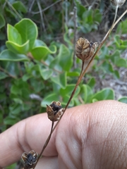 Conanthera campanulata