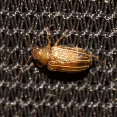 Colaspis pini