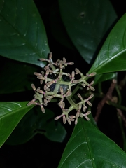 Palicourea calidicola