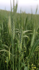 Triticum aestivum